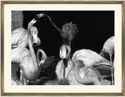 framed fine art print of b&w photograph of flamingos