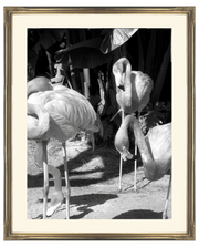 Photographic Print: Flamingo [Portrait] - Dixie & Grace
