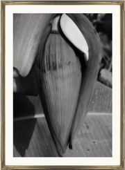 framed photographic fine art print of young banana plant