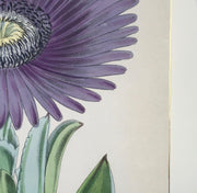 detail of vintage botanical print with gold edgeA fine art print from an antique botanical hand-colored engraving.  A succulent plant with purple flowers native to South Africa and resistant to coastal conditions. Available print only or framed.