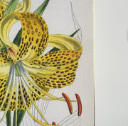 A fine art print from an antique botanical hand-colored engraving - a bright yellow lily with spots.  Available print only or framed.